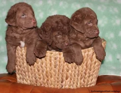 Chesapeake bay retriver s PP(jako hnědý labrador)
