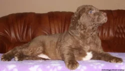 Chesapeake bay retriver s PP(jako hnědý labrador)