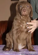 Chesapeake bay retriver s PP(jako hnědý labrador)