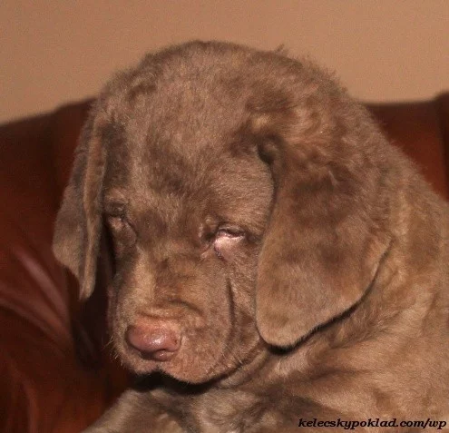 Chesapeake bay retriver s PP(jako hnědý labrador)