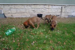 Belgický ovčák - Malinois