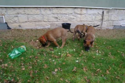 Belgický ovčák - Malinois