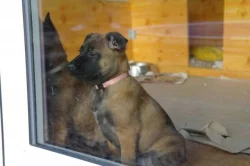 Belgický ovčák - Malinois
