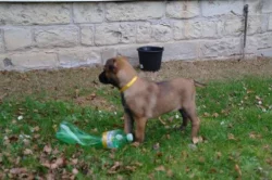Belgický ovčák - Malinois