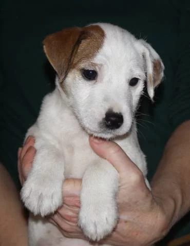 Parson russel terrier - štěňata s PP