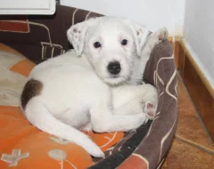 Parson russel terrier - štěňata s PP