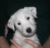 Parson russel terrier - štěňata s PP