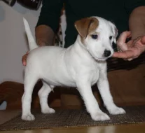 Parson russel terrier - štěňata s PP