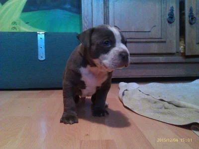 American Bully