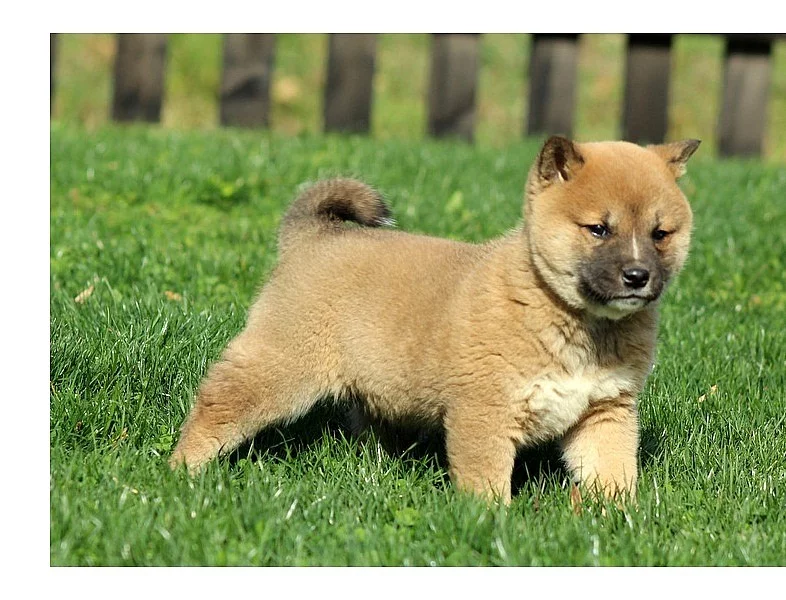 Shiba inu štenátka bez PP