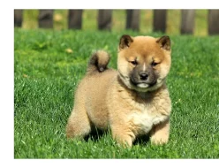 Shiba inu štenátka bez PP