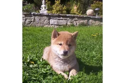Shiba inu štenátka bez PP