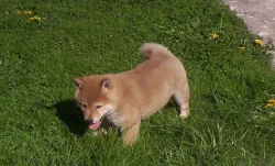 Shiba inu štenátka bez PP