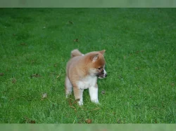 Shiba-inu -krásnou fenecku bez PP