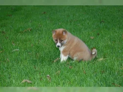 Shiba-inu -krásnou fenecku bez PP