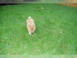 Shiba-inu -krásnou fenecku bez PP