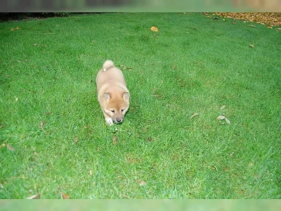 Shiba-inu -krásnou fenecku bez PP