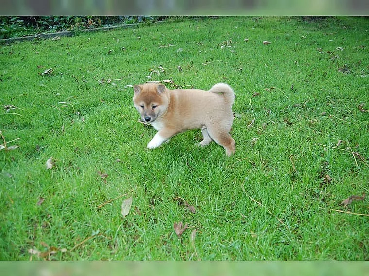 Shiba-inu -krásnou fenecku bez PP