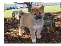 Shiba Inu Štenátko