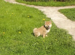 Shiba Inu Štenátko