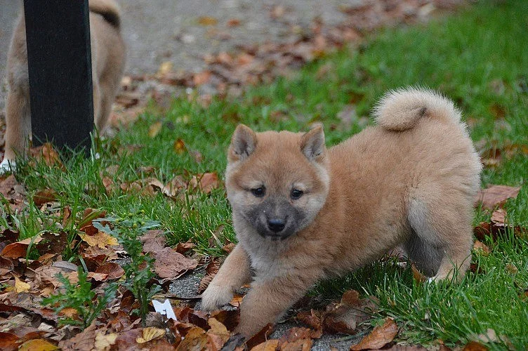 Shiba Inu Štenátko