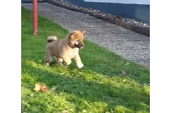 Shiba Inu Štenátko