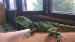 Daruji 2x samičku Agamy kočičínské