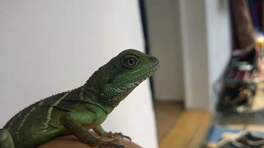 Daruji 2x samičku Agamy kočičínské