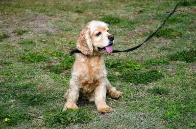 Nero - 6 ročný angloameričan