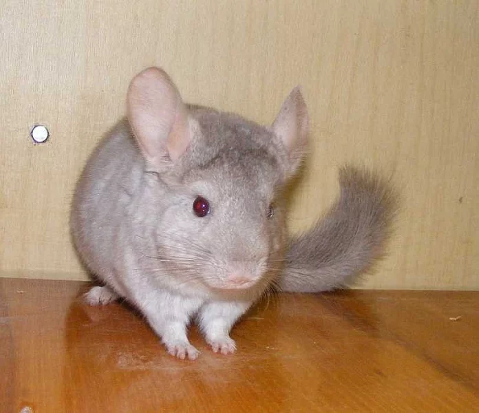 Mláďata činčil