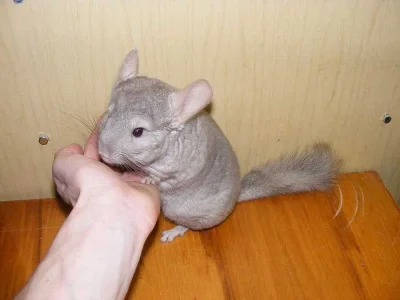 Mláďata činčil