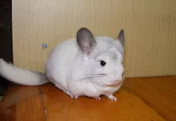 Mláďata činčil