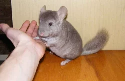 Mláďata činčil