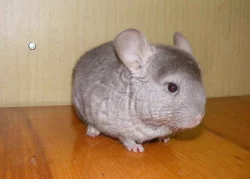 Mláďata činčil