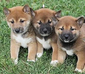 Shiba Inu štenata s PP