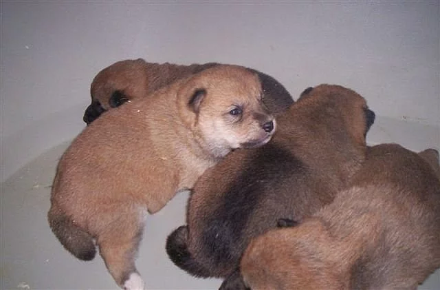 Shiba Inu štenata s PP