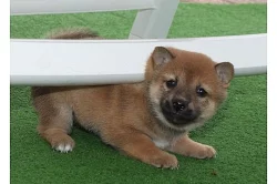 Shiba Inu štenata s PP