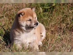 Cistokrevný Shiba Inu štenátka s PP