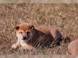 Cistokrevný Shiba Inu štenátka s PP