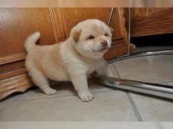 Shiba-inu s PP pejsek