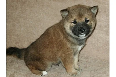 Shiba-inu s PP pejsek