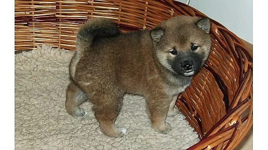 Shiba-inu s PP pejsek