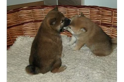 Shiba-inu s PP pejsek