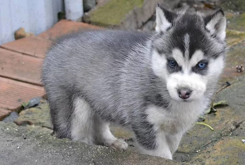 Siberian Husky s PP