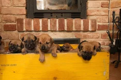 Boerboel