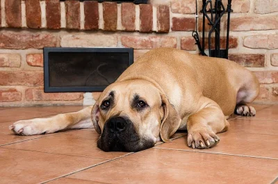 Boerboel