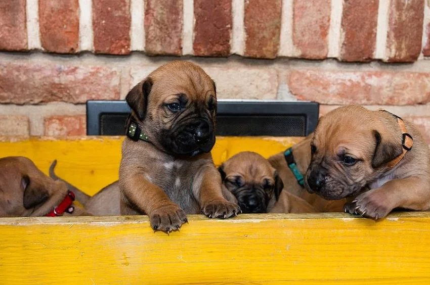 Boerboel