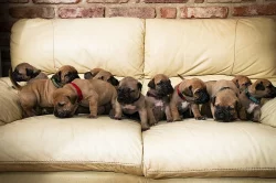 Boerboel