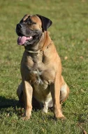Boerboel