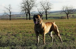 Boerboel